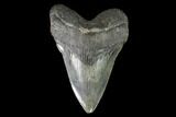 Fossil Megalodon Tooth - South Carolina #95299-1